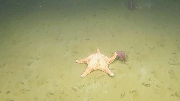 Image of Arctic cushion star