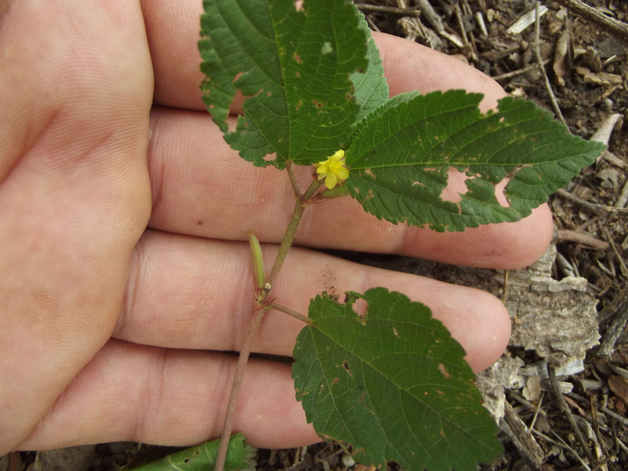 Imagem de Corchorus aestuans L.