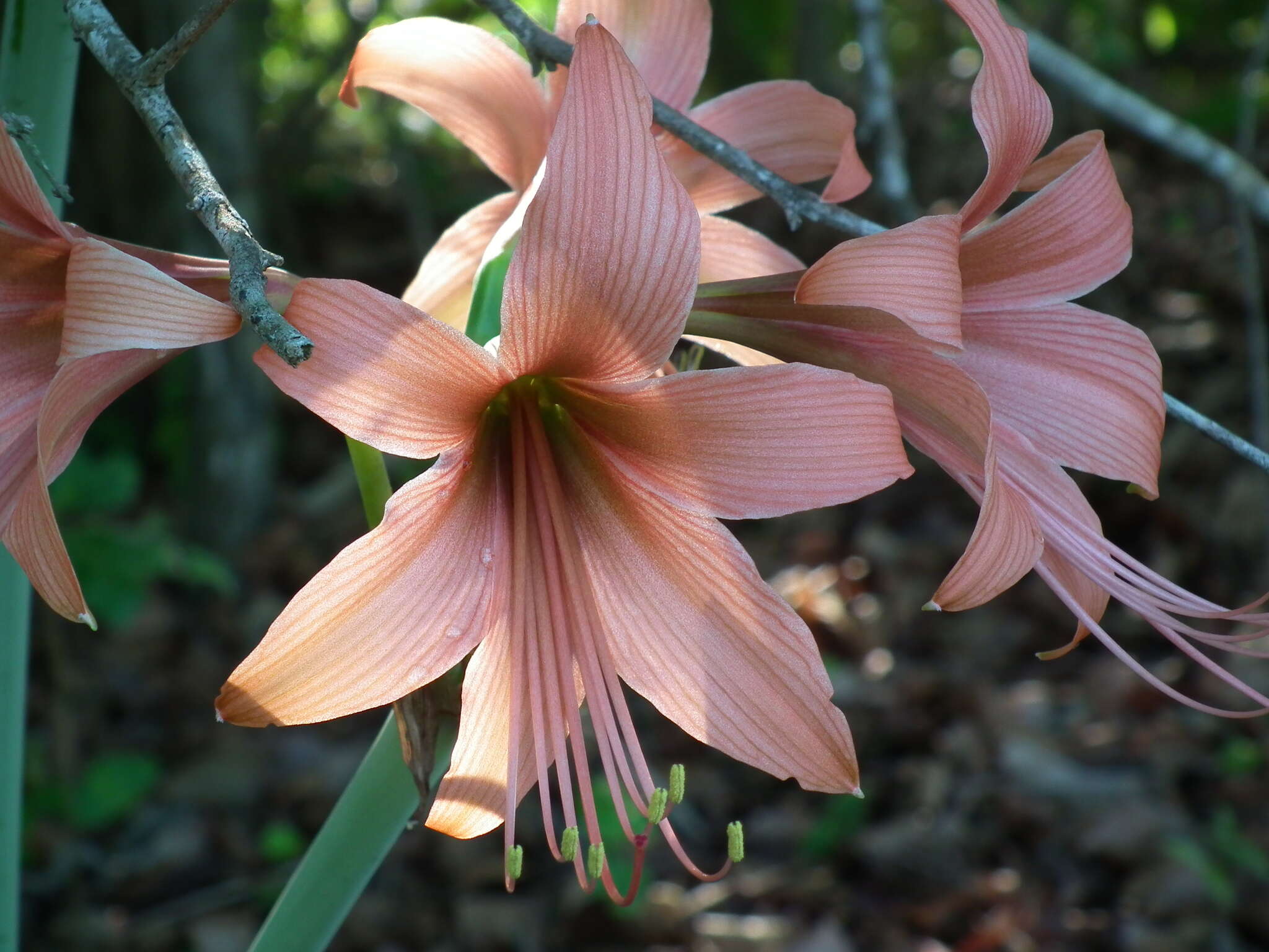 Слика од Hippeastrum stylosum Herb.