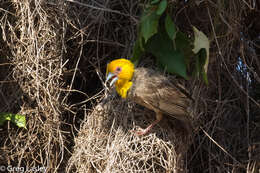 Image of Sakalava Weaver