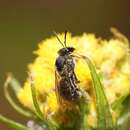 Plancia ëd Lasioglossum orbatum (Smith 1853)