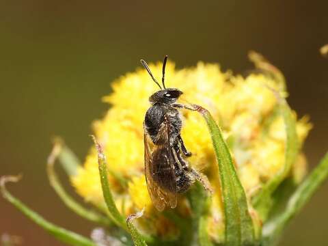 Plancia ëd Lasioglossum orbatum (Smith 1853)