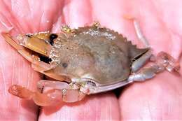 Image of lesser blue crab