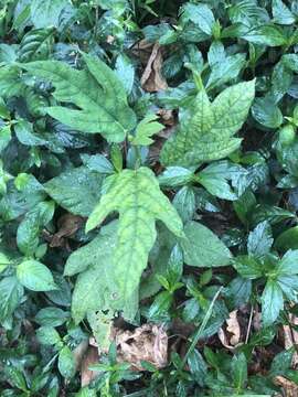 Image of Ficus simplicissima Lour.