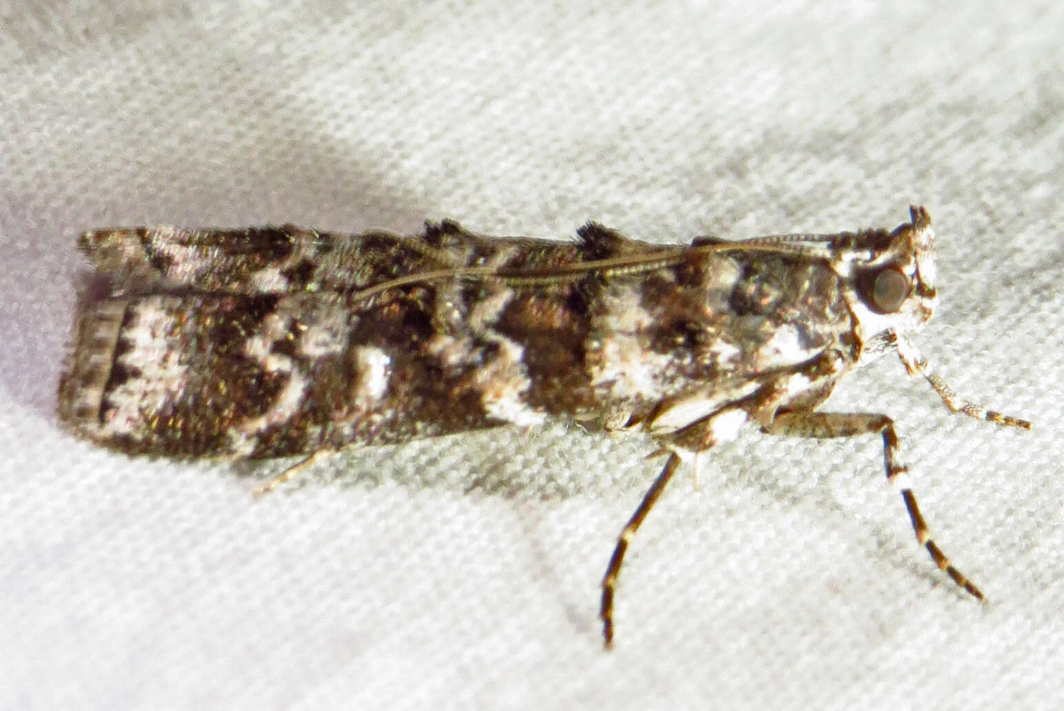 Image of Southern Pine Coneworm