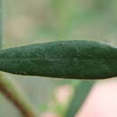 Image of Pimelea curviflora var. gracilis (R. Br.) S. Threlfall