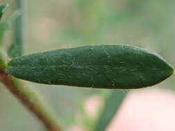 Image of Pimelea curviflora var. gracilis (R. Br.) S. Threlfall