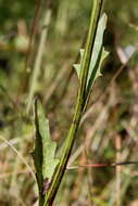 Image of Georgia Indian-Plantain