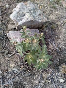 Image of ragged nettlespurge