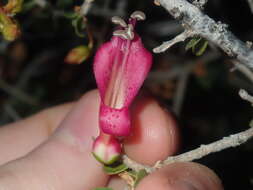 Imagem de Eremophila maculata (Ker-Gawler) F. Muell.