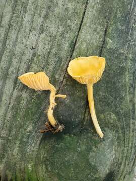 Image of Cantharellus persicinus R. H. Petersen 1986