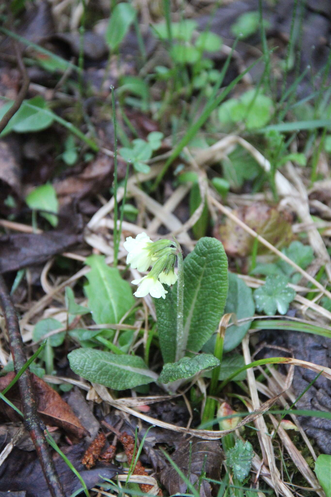 Image of Primula ruprechtii Kusnez. ex Lipsky