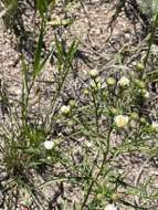 Image de Symphyotrichum porteri (A. Gray) G. L. Nesom