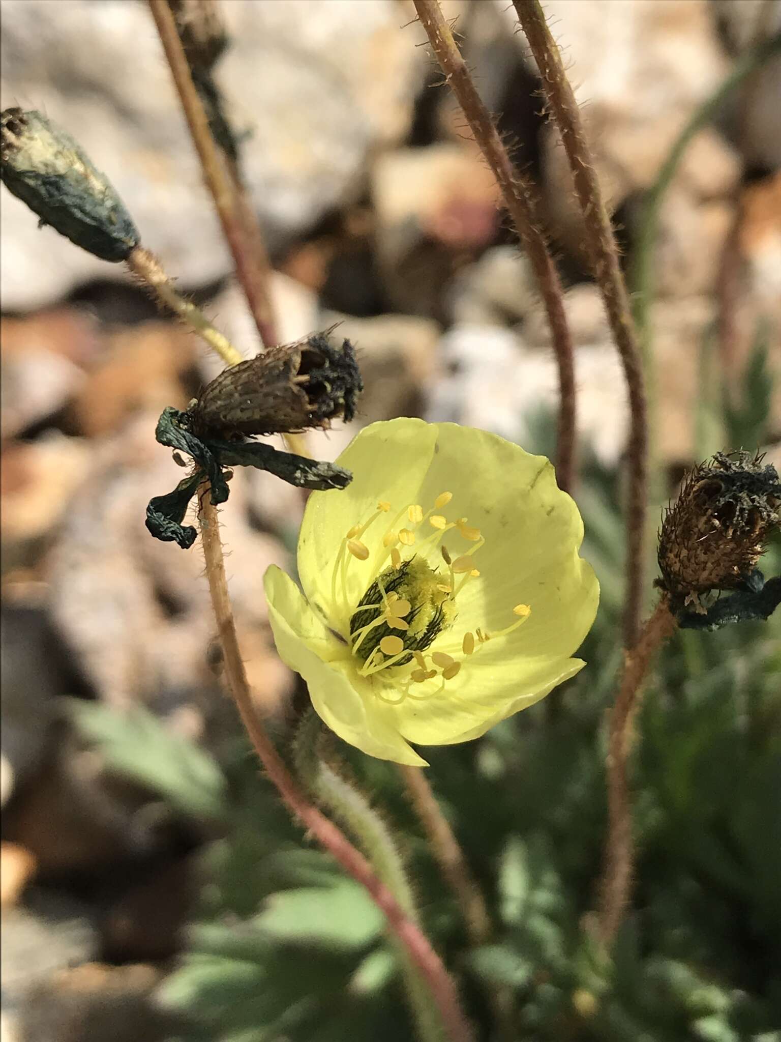 Image of Papaver radicatum subsp. kluanense