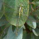 Image of Striped Longlegs