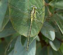 Image of Notogomphus zernyi (St. Quentin 1942)