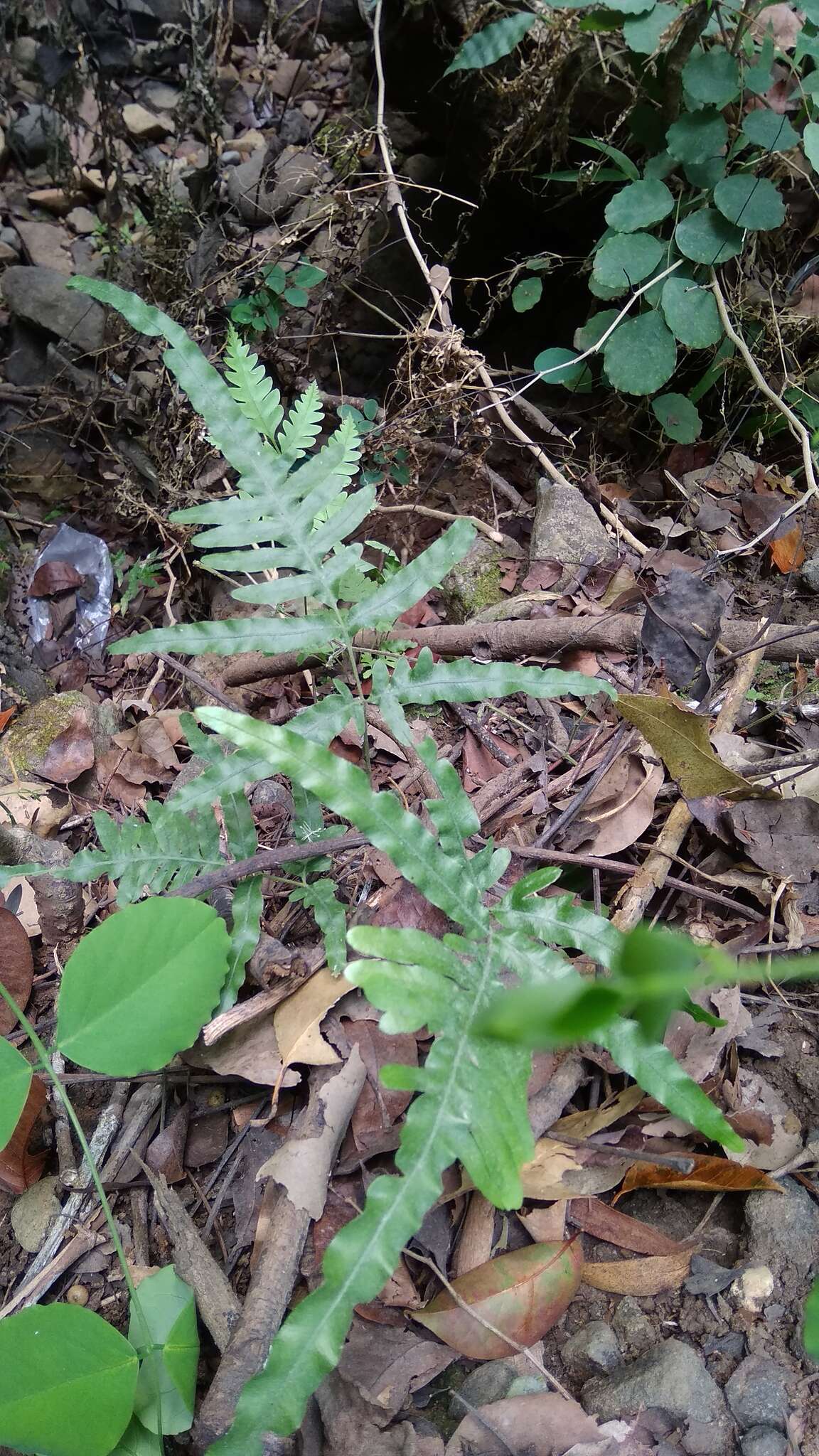 Image of Pteris heteromorpha Fée