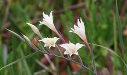 Plancia ëd Gladiolus angustus L.