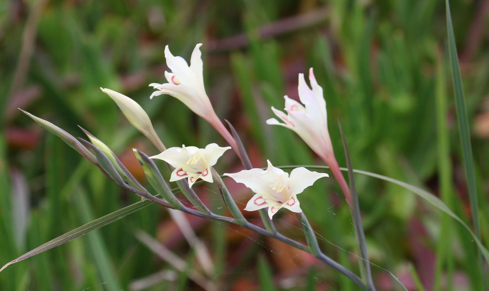 Plancia ëd Gladiolus angustus L.