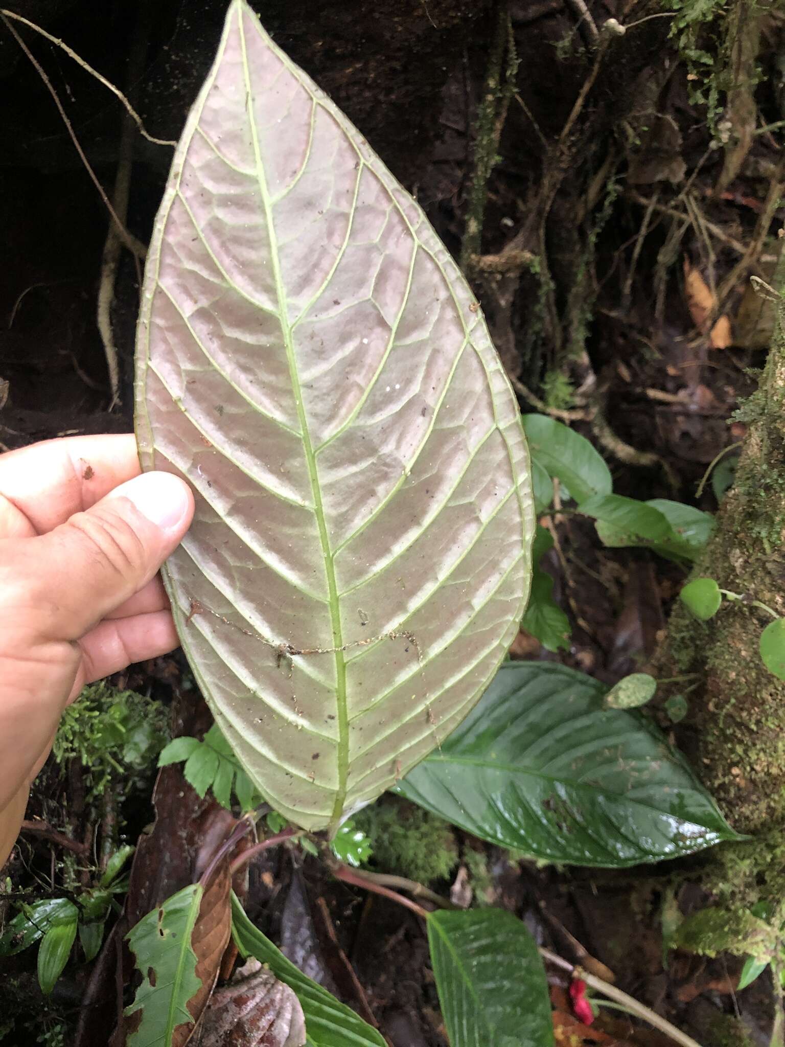 Image of Drymonia brochidodroma Wiehler