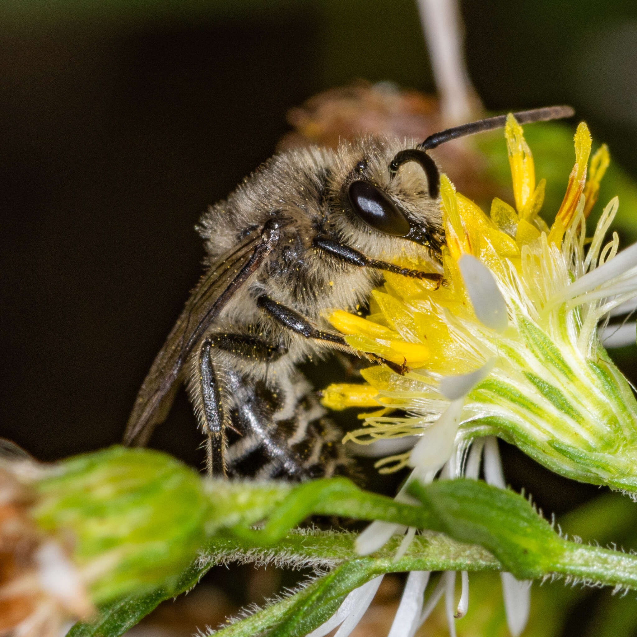 Image of Colletes compactus compactus Cresson 1868