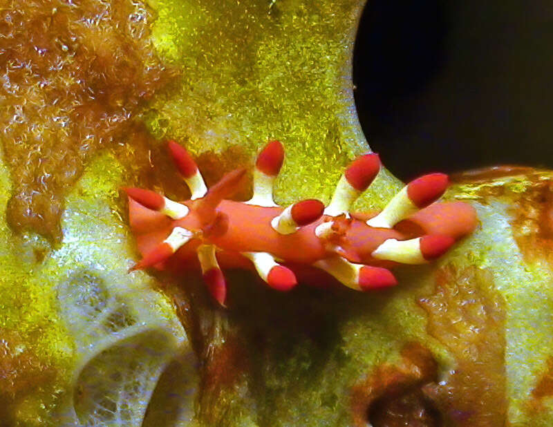 Image of Okenia nakamotoensis (Hamatani 2001)