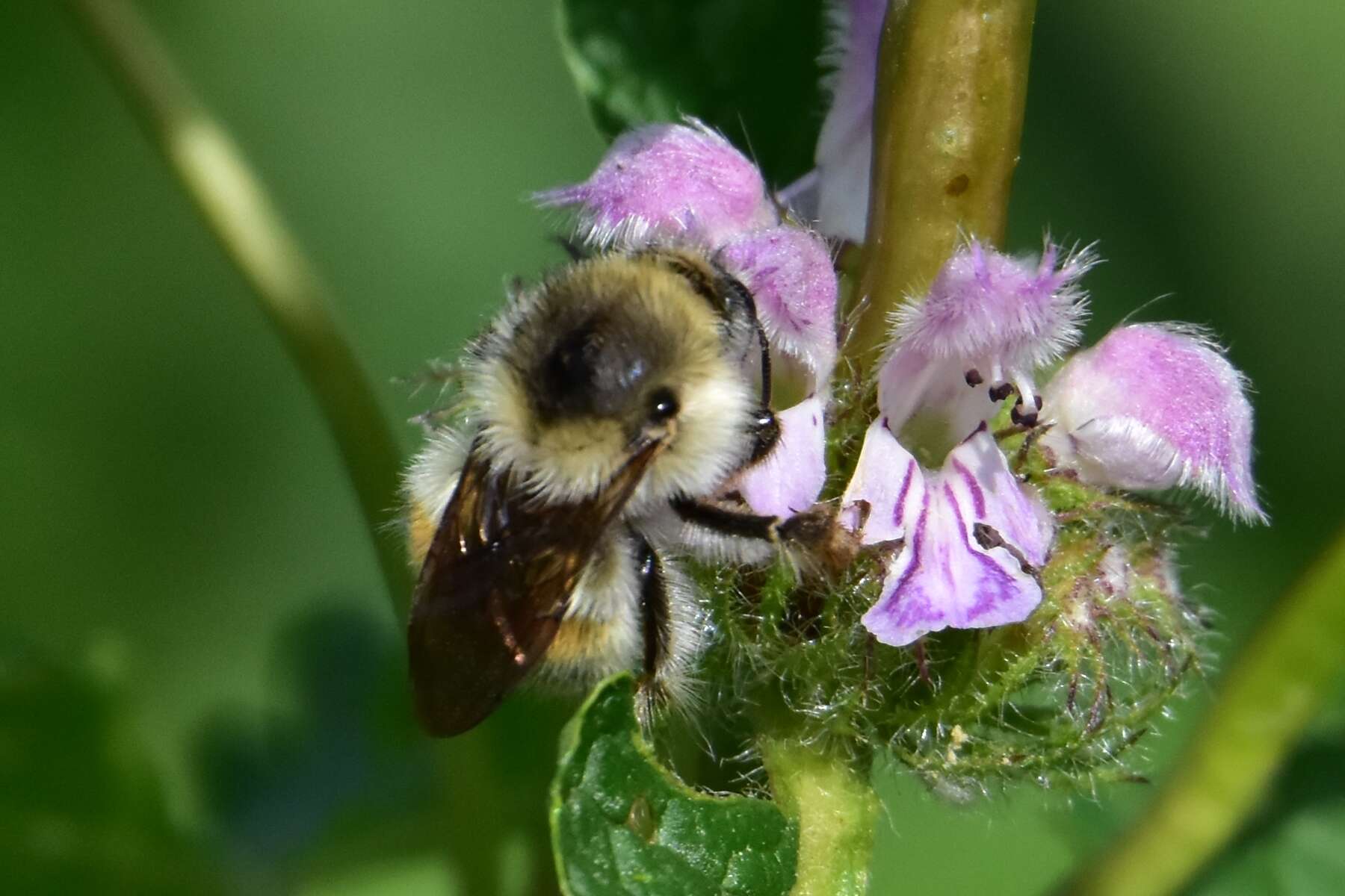 Image of Bombus deuteronymus Schulz 1906