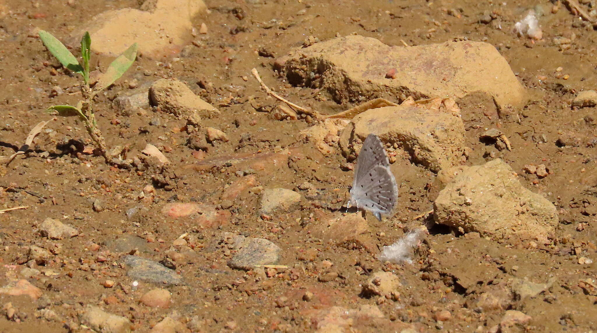 Image of <i>Celastrina humulus</i>