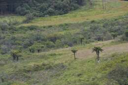 Image of Grassland tree fern