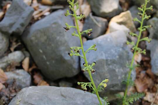 Scrophularia canina subsp. hoppii (Koch) P. Fourn. resmi