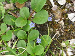 صورة Gentiana prostrata Haenke