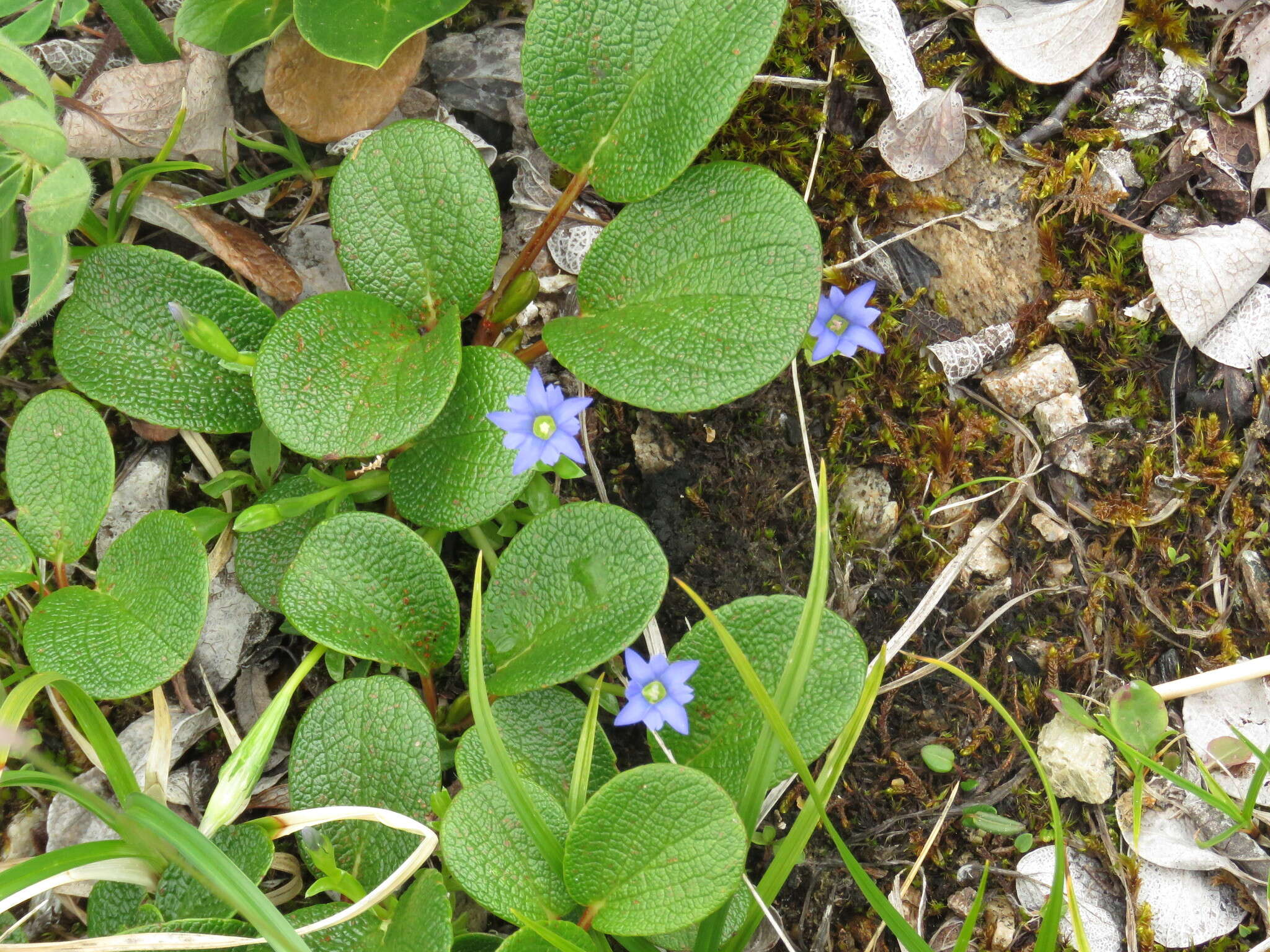 Plancia ëd Gentiana prostrata Haenke