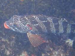 Image of Redlip morwong