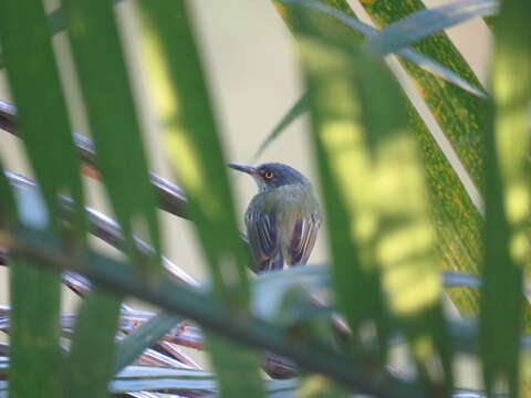 Image of Spotted Tody-Flycatcher