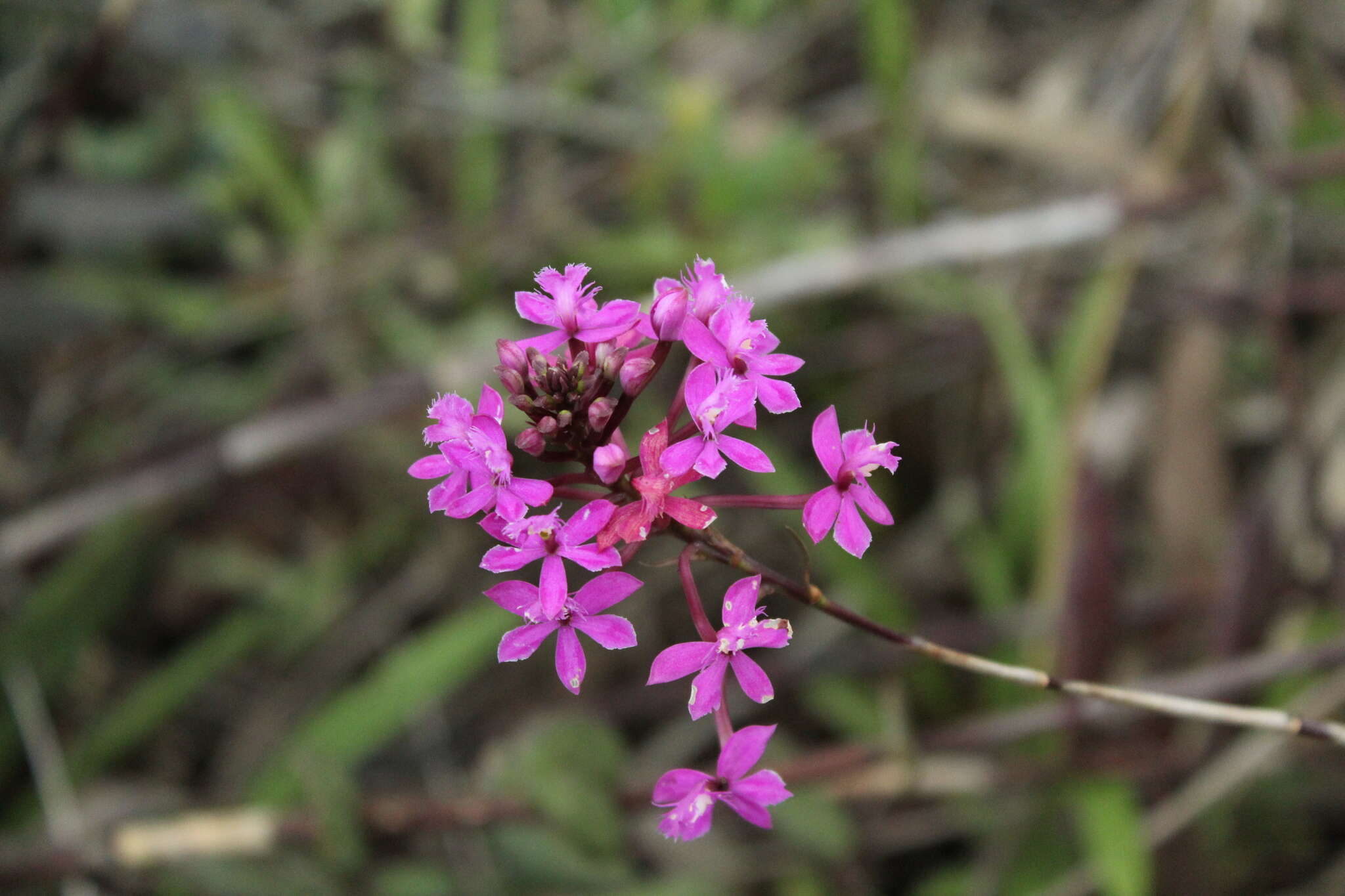 Image of Epidendrum arachnoglossum Rchb. fil. ex André