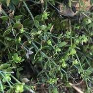 Image of Santa Barbara bedstraw