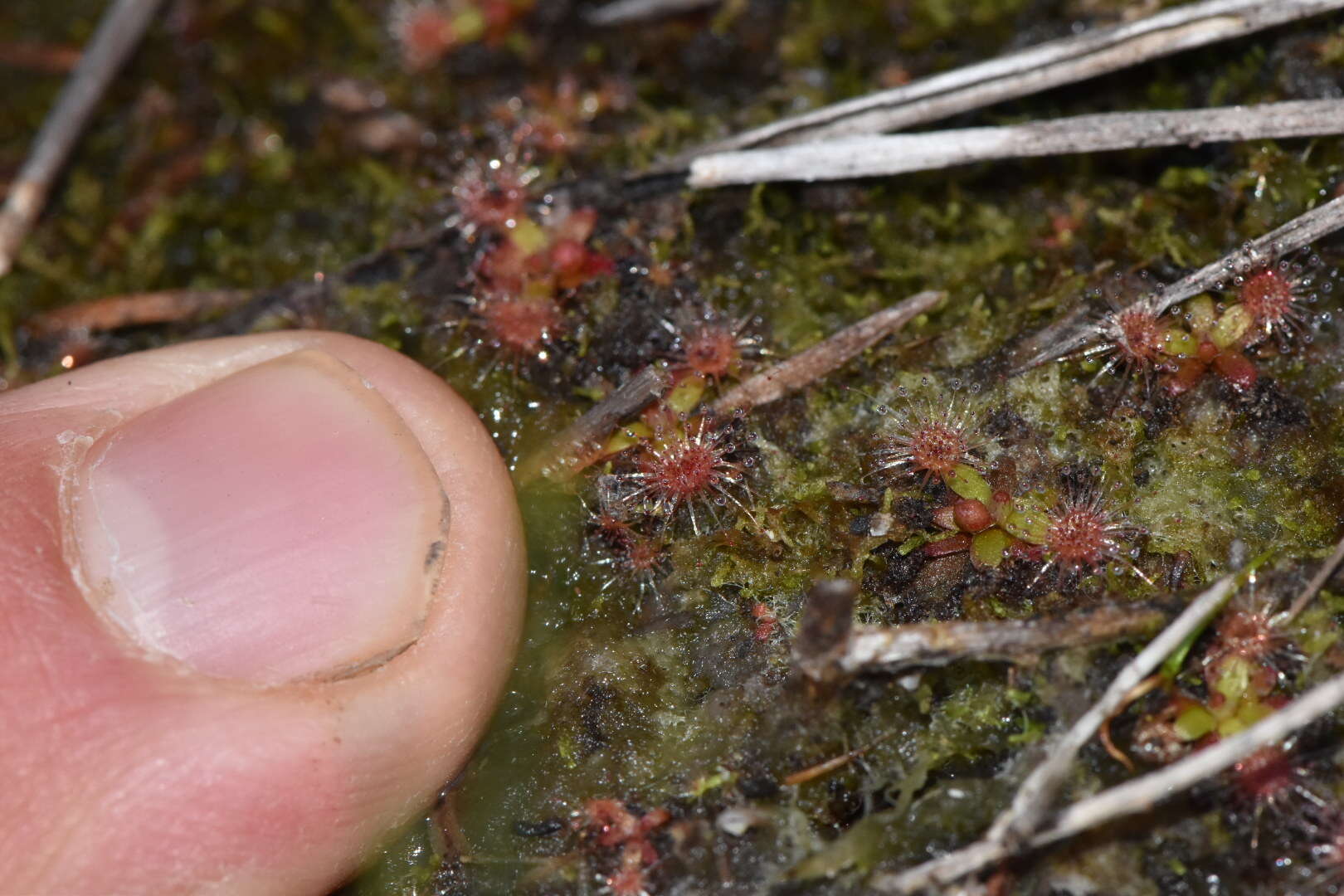 Image de Drosera pulchella Lehm.