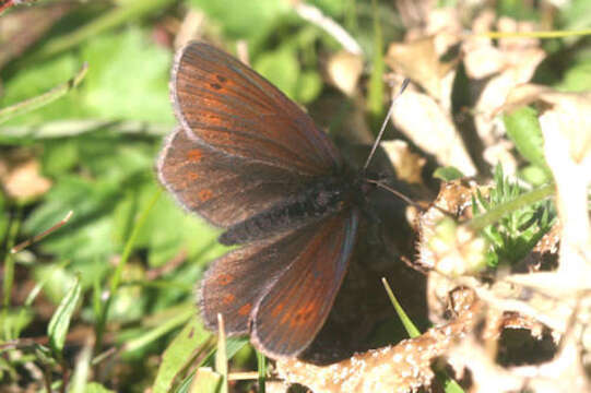 Image of Erebia epiphron aetherius (Esper 1805)