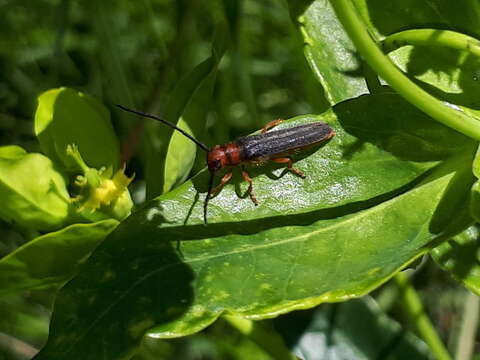 Image of Leafy Spurge Stem Boring Beetle