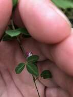 Image of Japanese bush clover