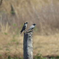 Image of Black-faced Woodswallow