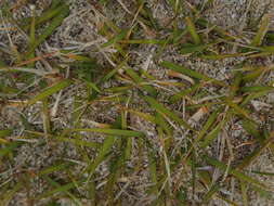 Image of Zoysia pauciflora Mez