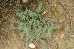 Image of Pomona milkvetch