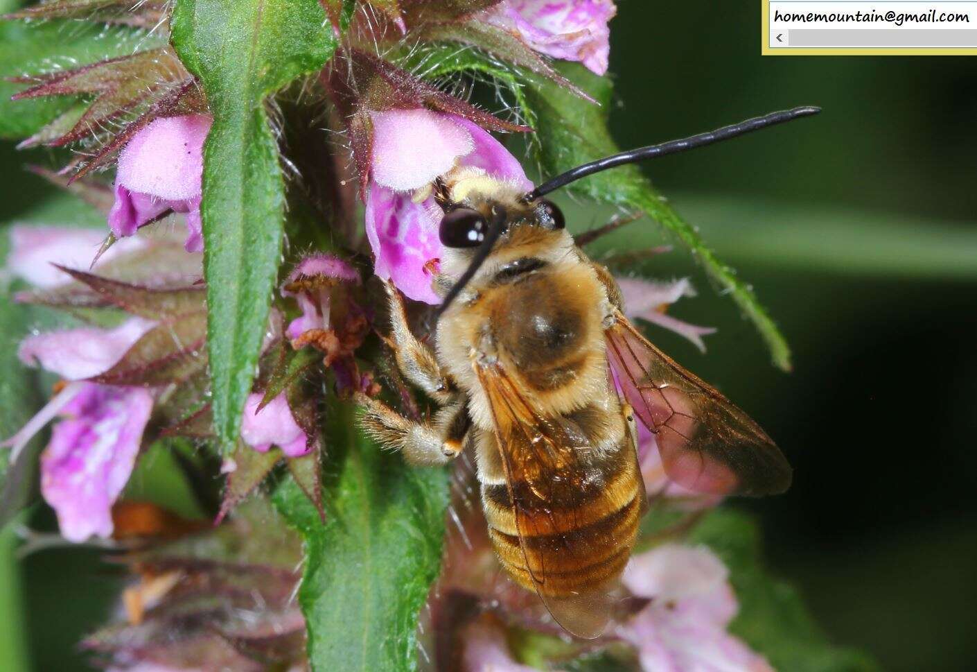 Image of Eucera pekingensis Yasumatsu 1946