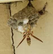 Image of Wasp