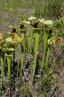 Image of pitcherplant