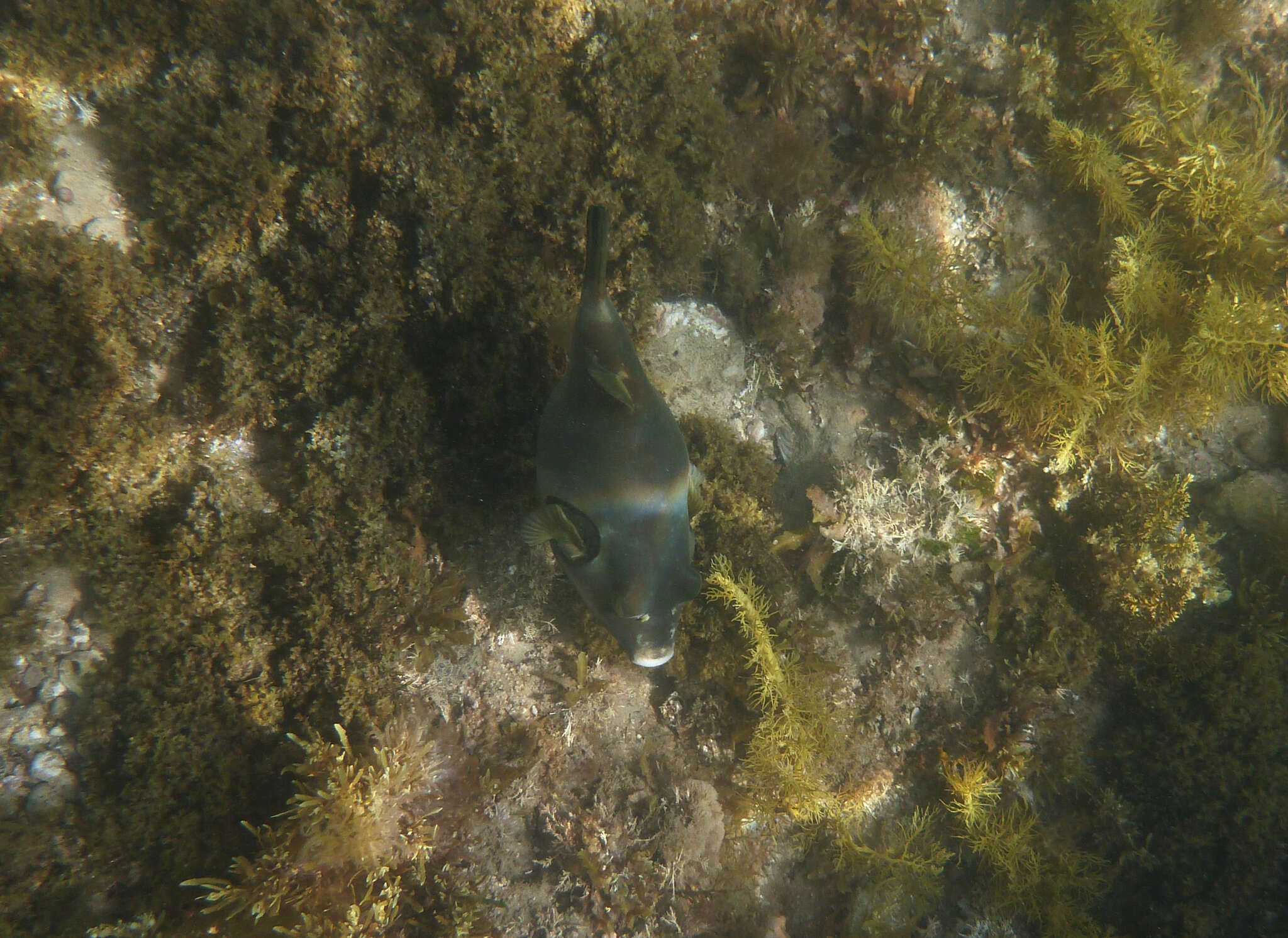 Image of Omegophora