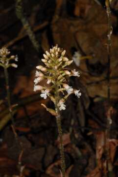 Image of Cheirostylis nuda (Thouars) Ormerod