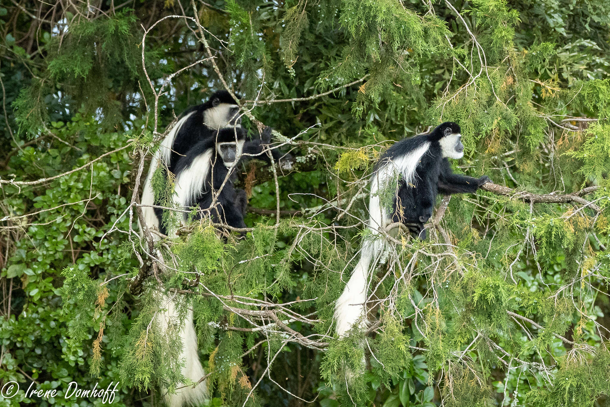 Image of Colobus guereza kikuyuensis Lönnberg 1912