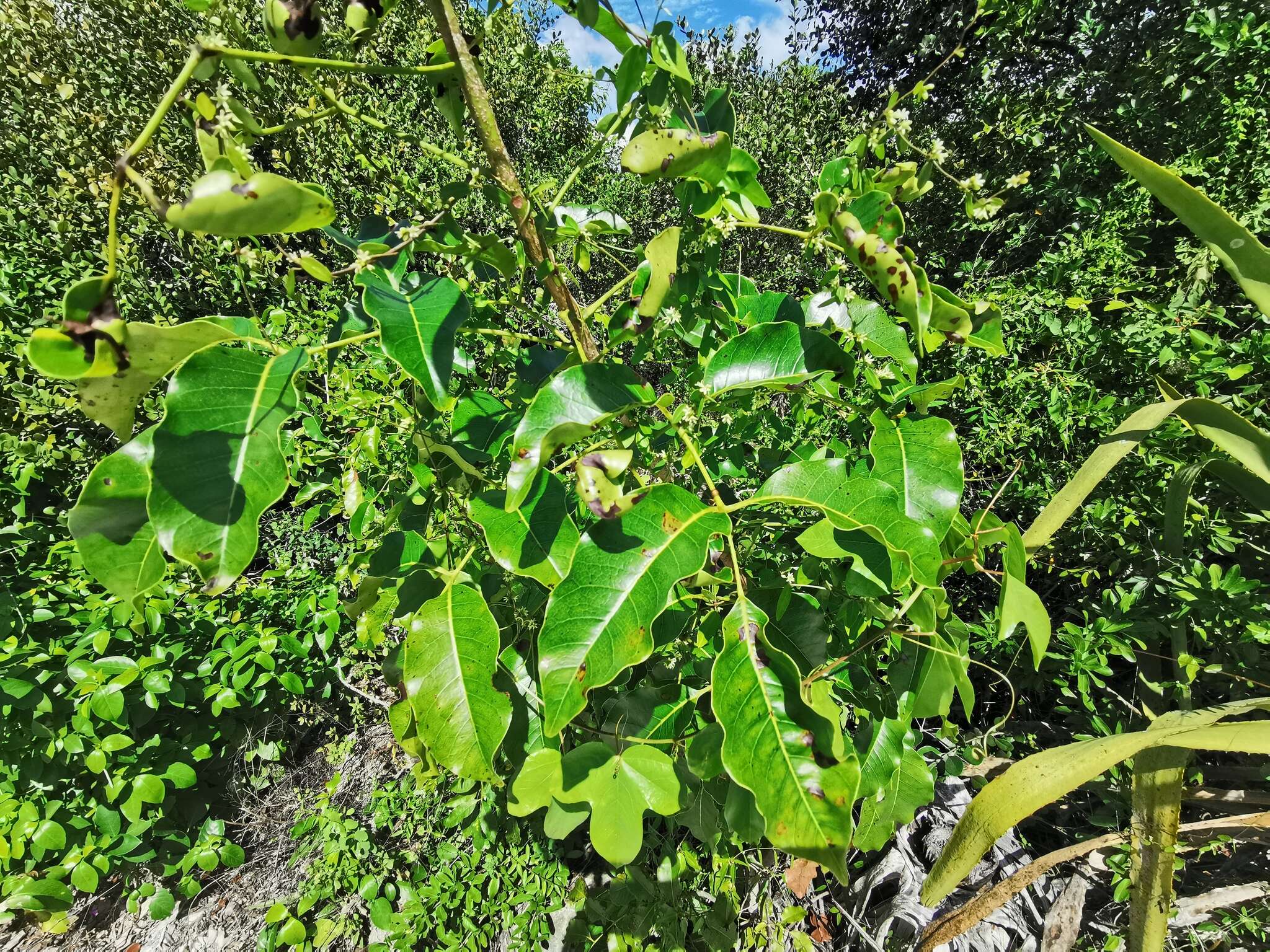 Image of Florida poisontree